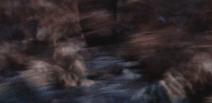 looping gif created to promote 'Live at Capillary Lodge'